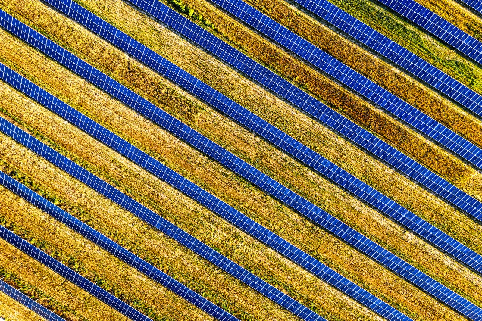 Agrivoltaics คืออะไร โซลาร์เซลล์กับการเกษตรอยู่ร่วมพื้นที่เดียวกันได้จริงหรือไม่